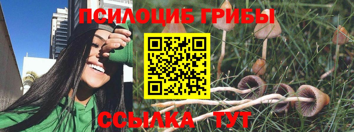 Псилоцибиновые грибы Psilocybe Краснотурьинск